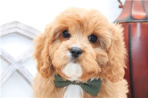 Sebastian - Cavapoo for sale