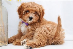 Jolene - Cavapoo for sale