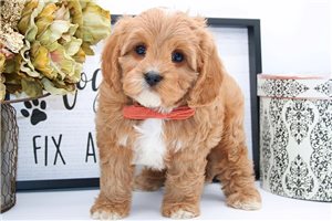 Sebastian - puppy for sale