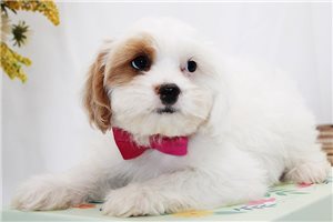 Jillian - Cavapoo for sale