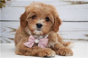 Jade - Cavapoo for sale