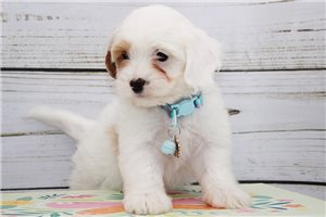 Jillian - puppy for sale