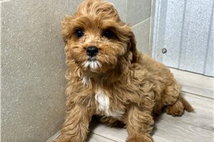 Journey - puppy for sale