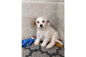 Leo - Cavapoo for sale