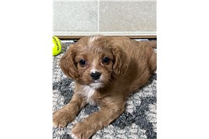 Amos - Cavapoo for sale
