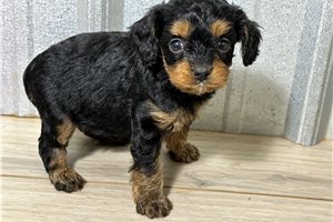 Bilbo - puppy for sale