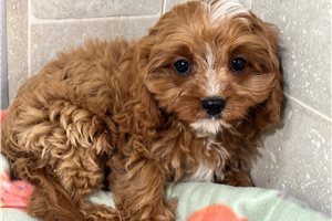 Brad - puppy for sale