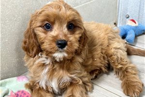 Bobby - puppy for sale