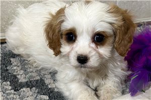 Thierry - Cavapoo for sale