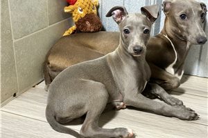 Alessa - Italian Greyhound for sale
