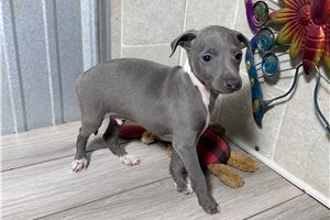 Beethoven - Italian Greyhound for sale