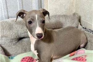 Peter - Italian Greyhound for sale