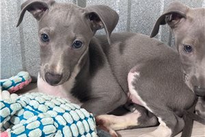Rigby - Italian Greyhound for sale