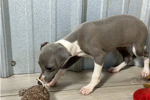 Bliss - Italian Greyhound for sale