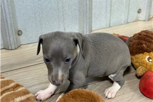 Rigby - Italian Greyhound for sale