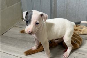 Kenna - Italian Greyhound for sale