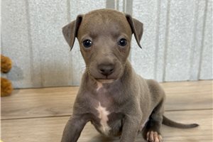 Benji - Italian Greyhound for sale