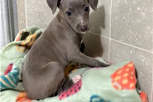 Amara - puppy for sale