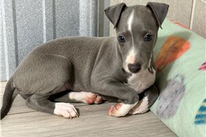 Aria - Italian Greyhound for sale
