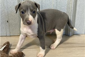 Marlin - Italian Greyhound for sale