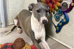 Francesca - Italian Greyhound for sale