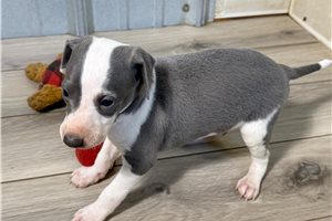 Ricky - Italian Greyhound for sale