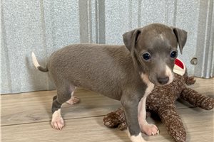 Bliss - Italian Greyhound for sale