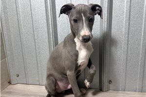 Benjamin - Italian Greyhound for sale