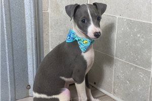 Hannah - Italian Greyhound for sale