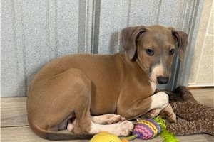 Lando - Italian Greyhound for sale
