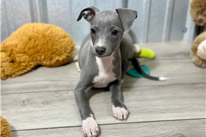 Virgil - Italian Greyhound for sale