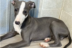 Heath - Italian Greyhound for sale