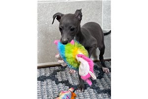 Kaylie - Italian Greyhound for sale