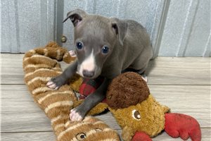 Delilah - Italian Greyhound for sale