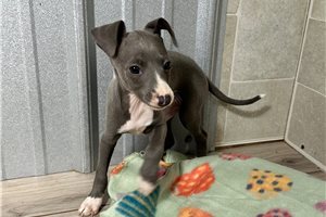 Alfio - puppy for sale