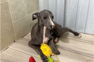 Hayes - Italian Greyhound for sale