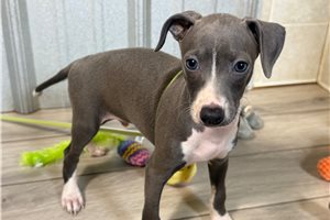 Lonnie - Italian Greyhound, placed in Southeast Missouri