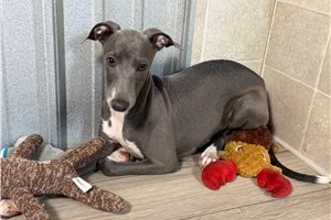 Toro - Italian Greyhound for sale
