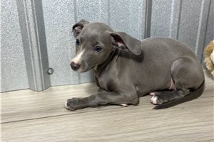 Violet - Italian Greyhound for sale