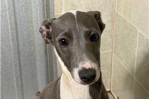Beckham - Italian Greyhound for sale