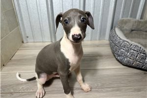 Enrico - Italian Greyhound for sale