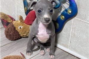 Bonnie - Italian Greyhound for sale