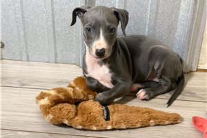 Kendall - Italian Greyhound for sale