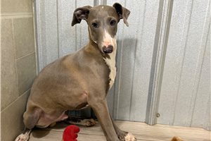 Michael - Italian Greyhound for sale
