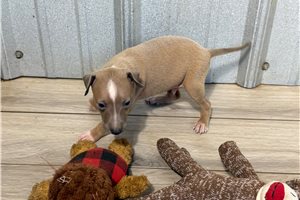 Locket - Italian Greyhound for sale