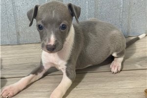 Bitsy - Italian Greyhound for sale