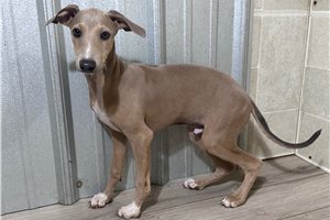 Mario - Italian Greyhound for sale