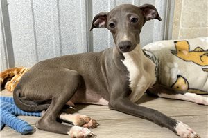 Fernando - Italian Greyhound for sale
