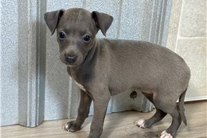 Maddie - Italian Greyhound for sale