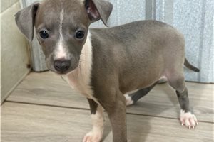 Madison - Italian Greyhound for sale